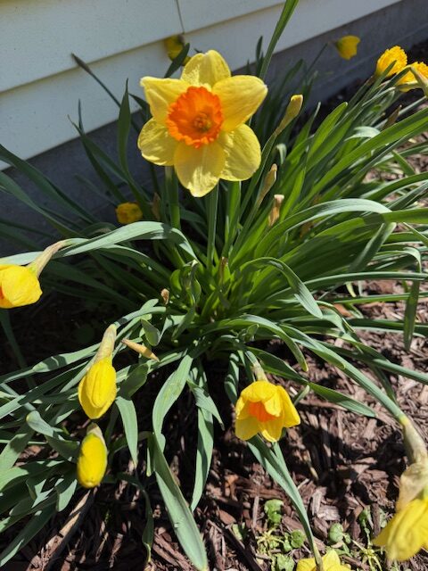 spring2