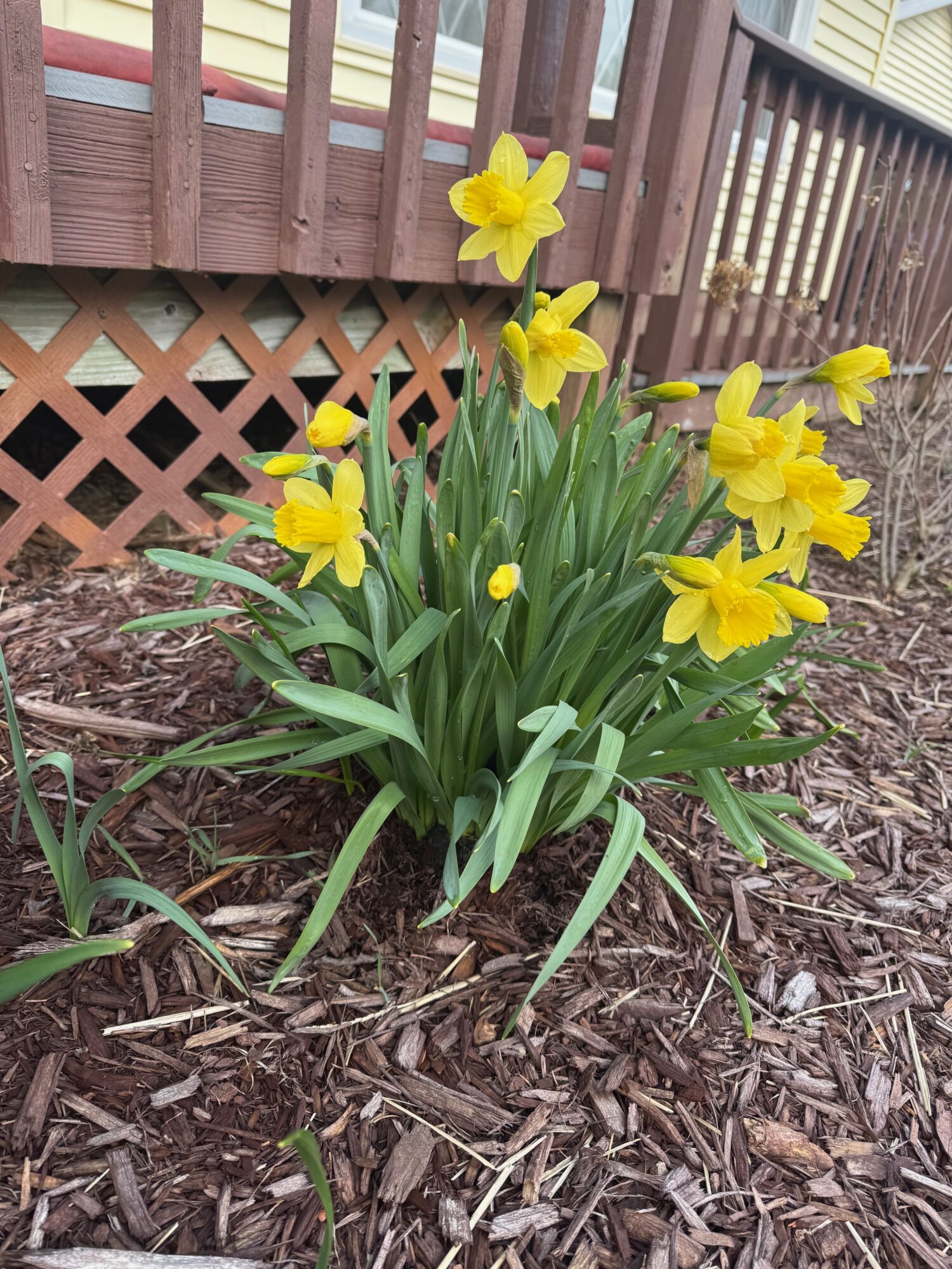 spring4